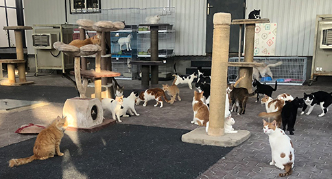 إطعام الحيوانات المنقذة